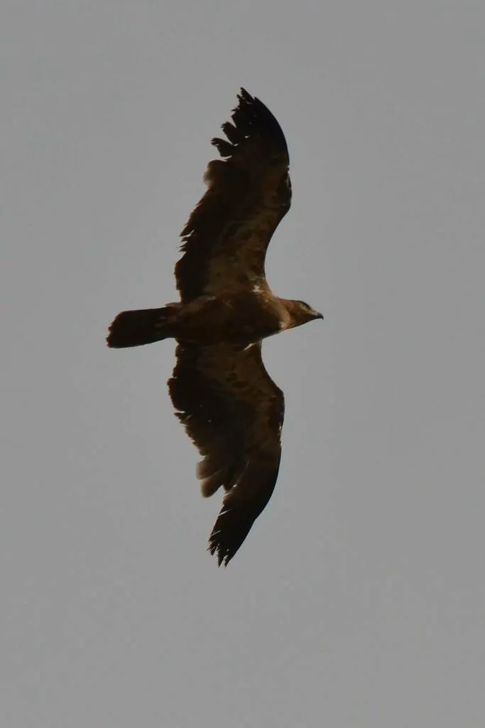 águia-fulva
