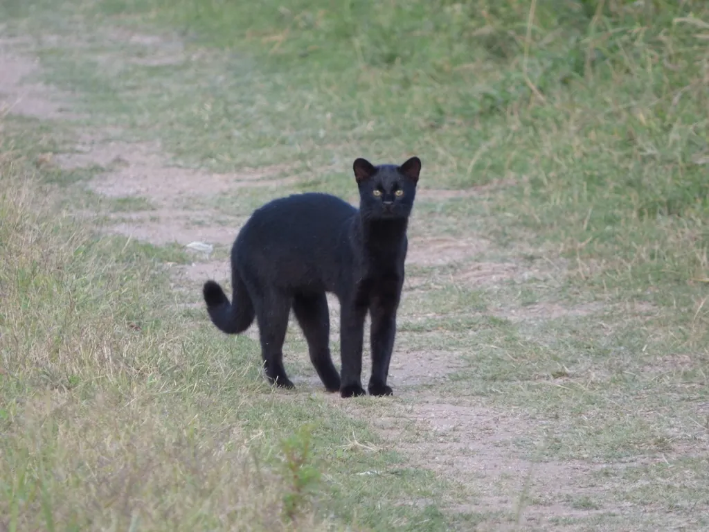 Gato-do-mato-grande