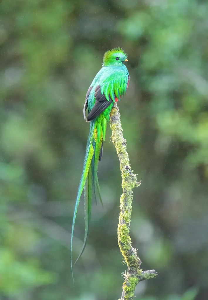 Quetzal-resplandecente