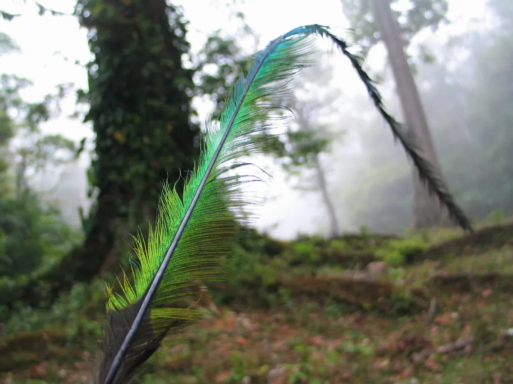 Quetzal-resplandecente