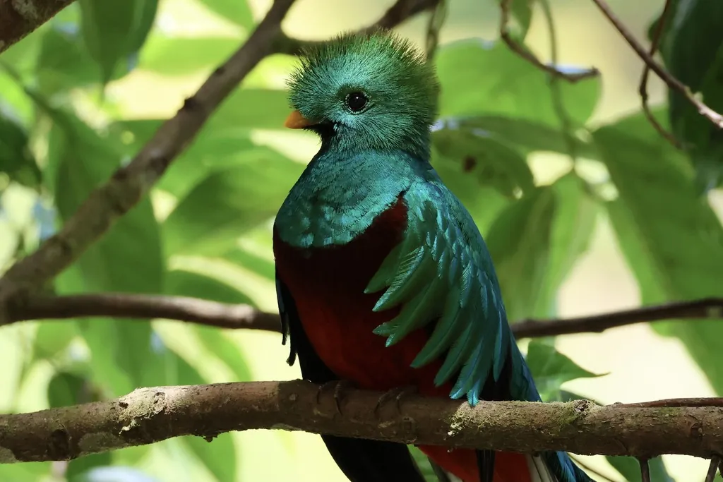 Quetzal-resplandecente