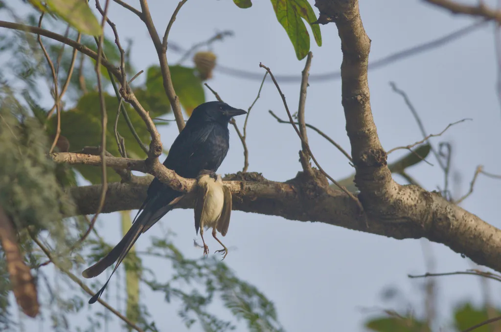 drongo-real