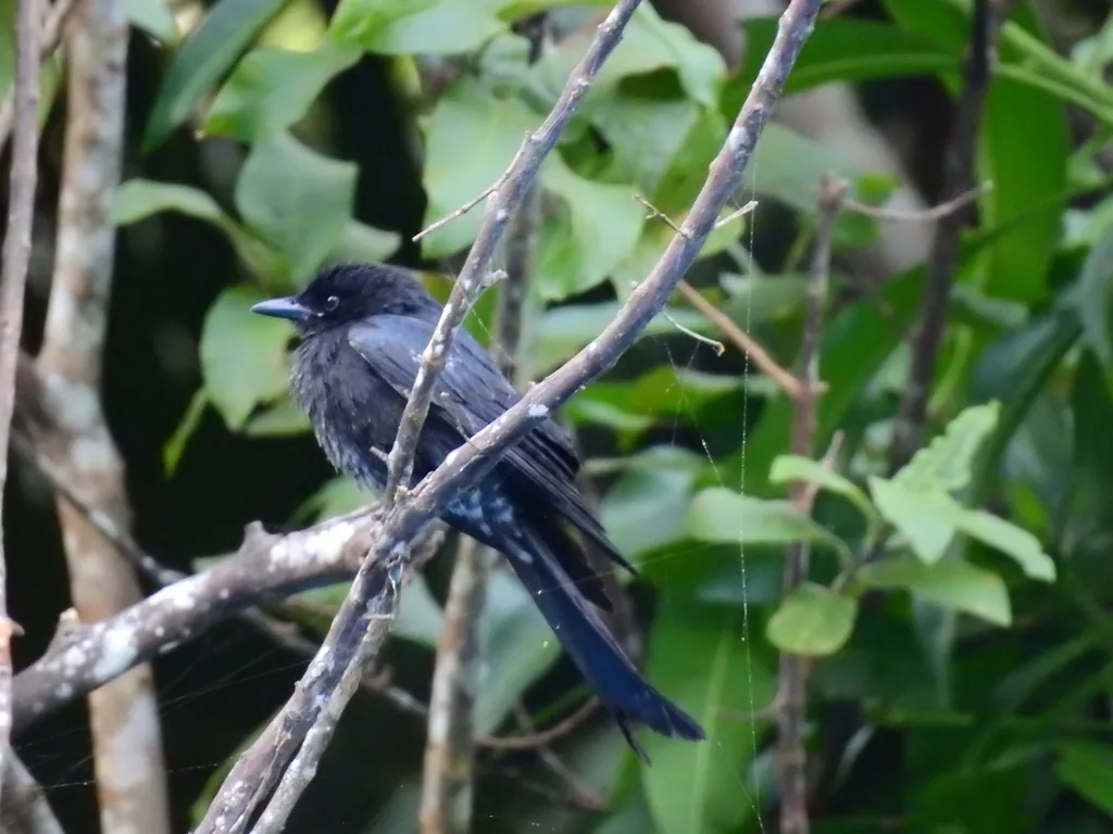 drongo-real