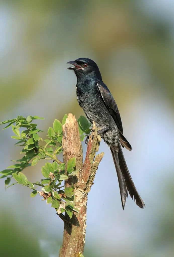drongo-real