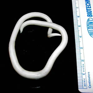 Lombriga