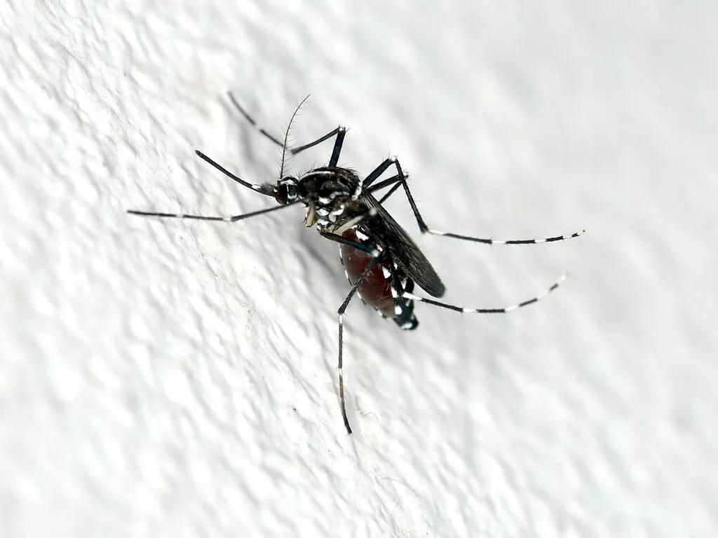 Aedes albopictus