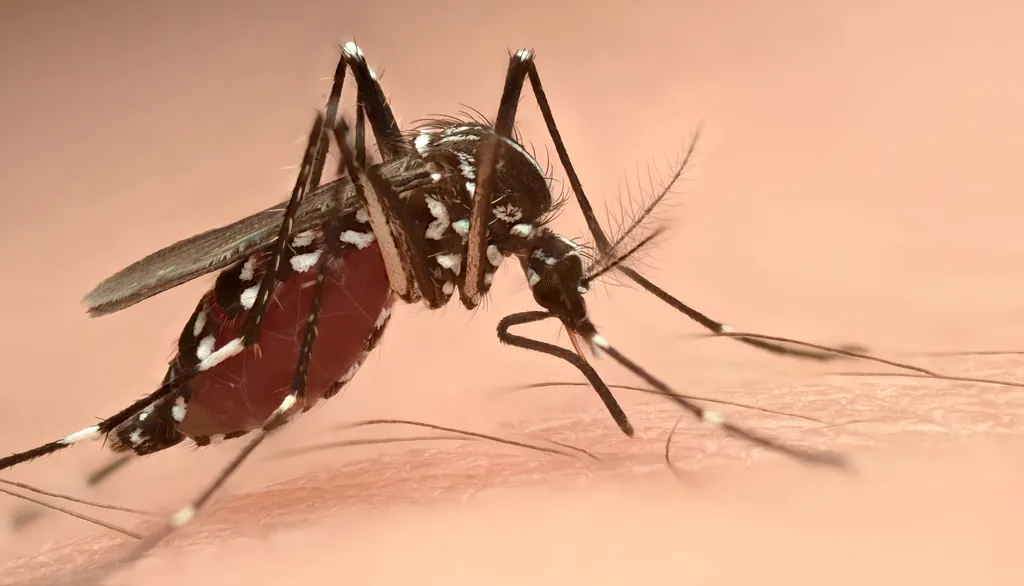 Aedes albopictus