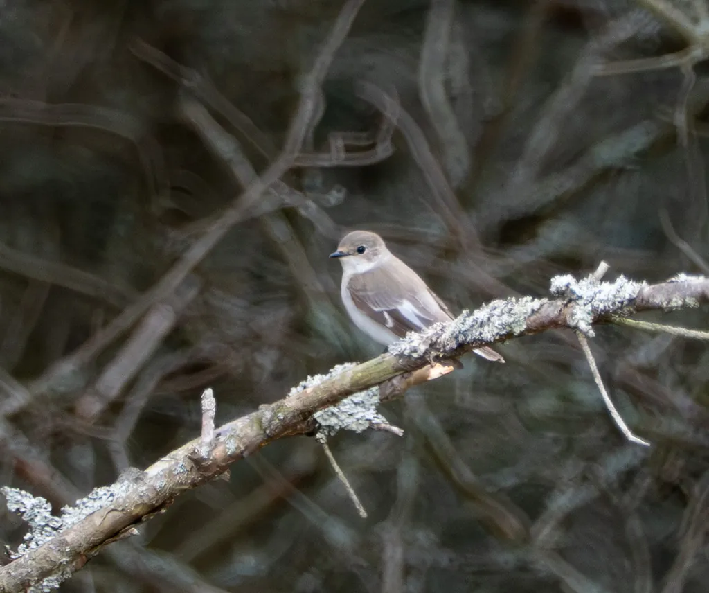 Ficedula albicollis