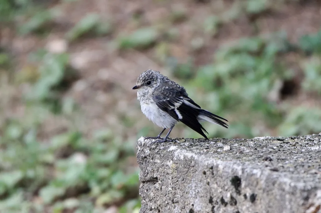 Ficedula albicollis