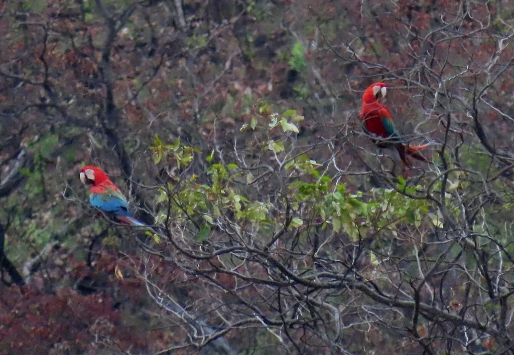 arara-verde-e-vermelha