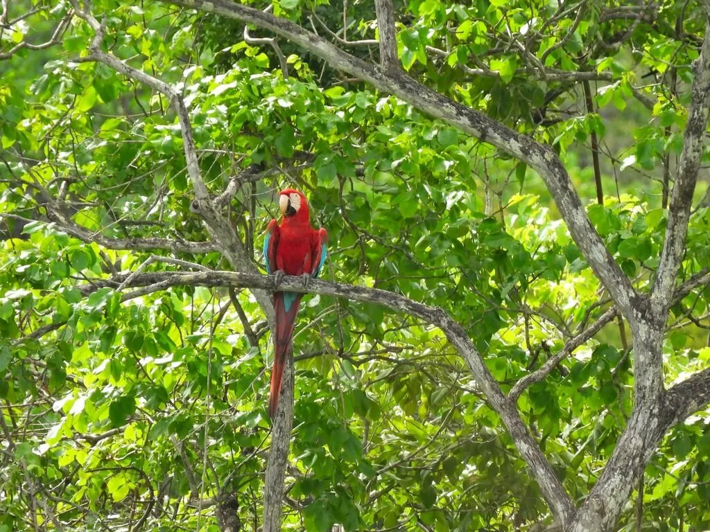 arara-verde-e-vermelha