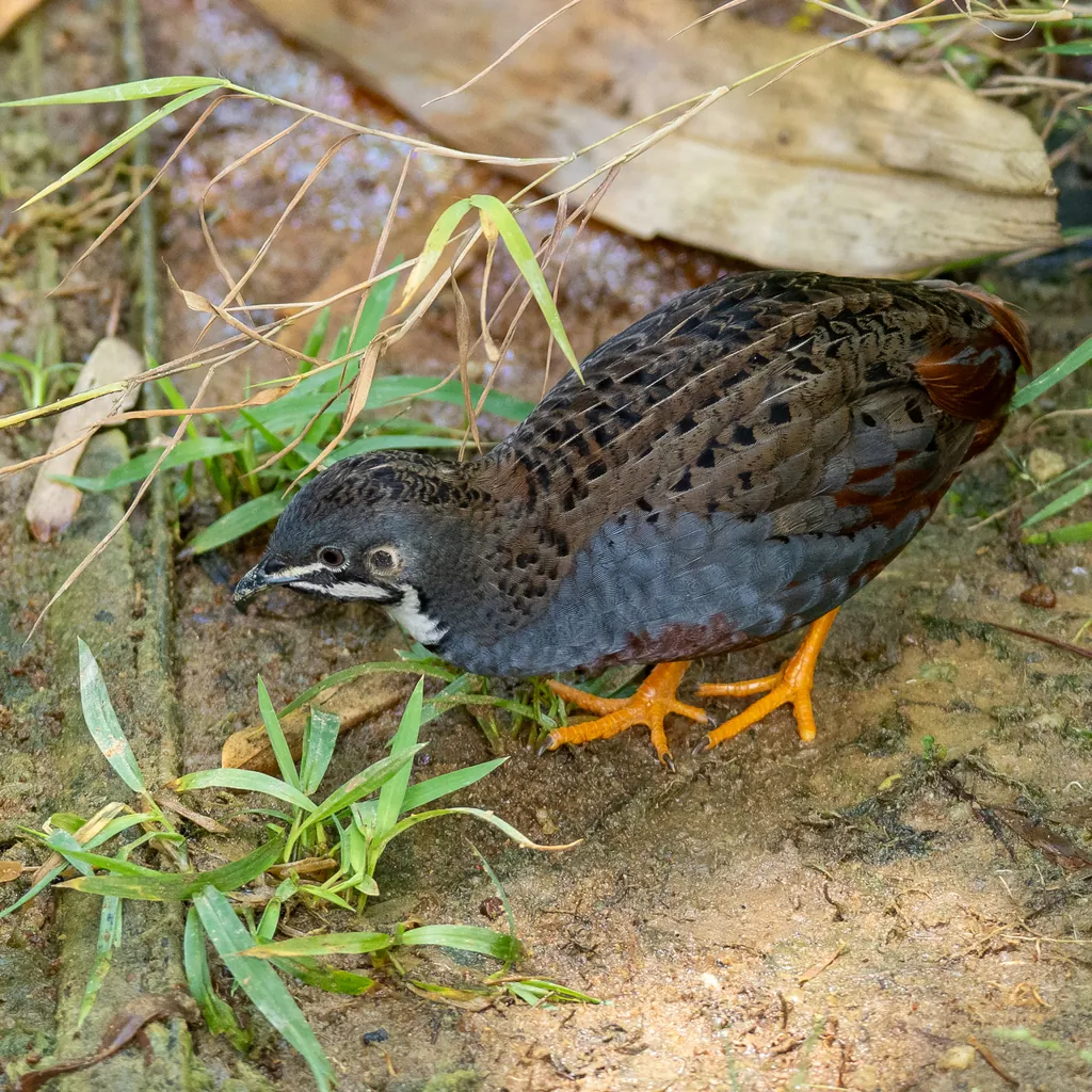 Synoicus chinensis