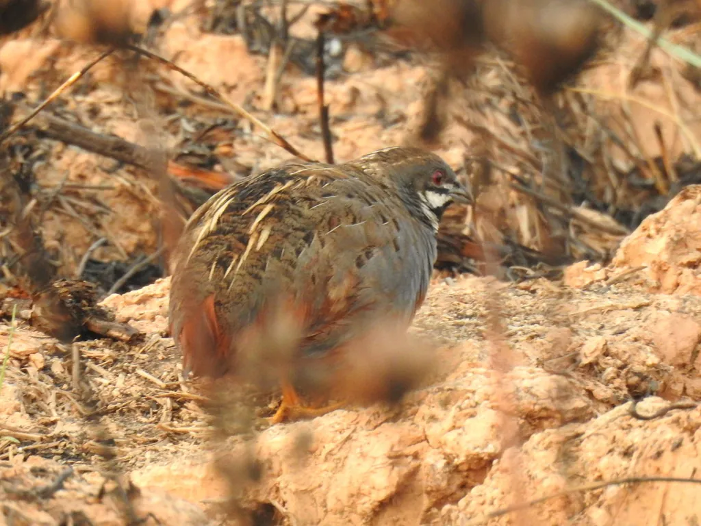 Synoicus chinensis