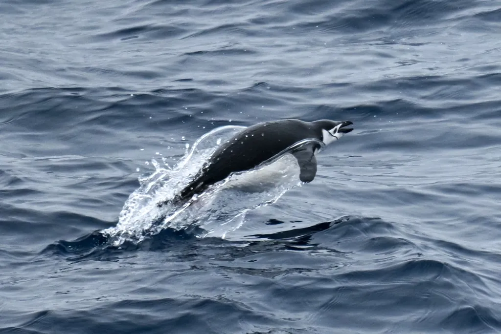 Pinguim-de-barbicha