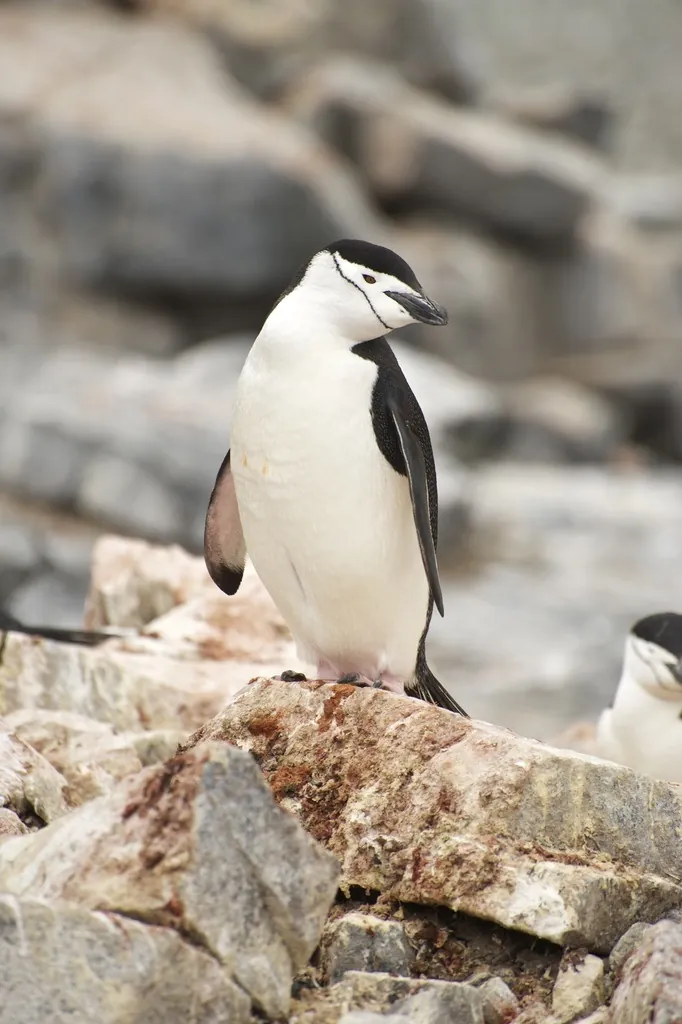 pinguim-de-barbicha