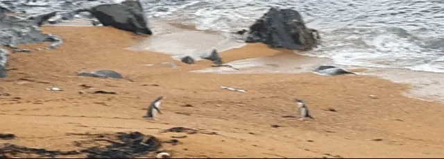 Pinguim-d'olho-amarelo