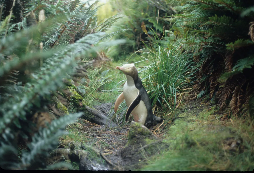 pinguim-d'olho-amarelo