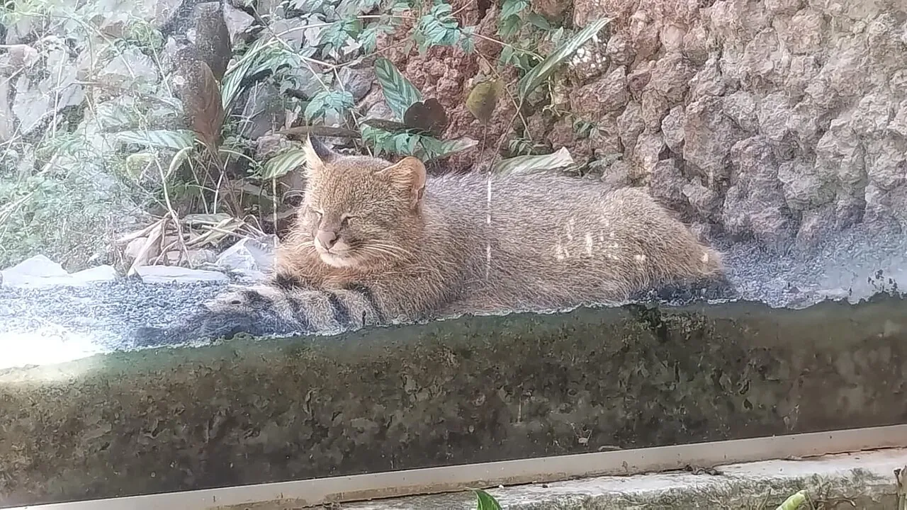 Leopardus colocolo