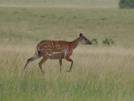 Sitatunga