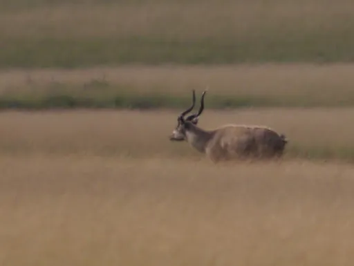 Sitatunga