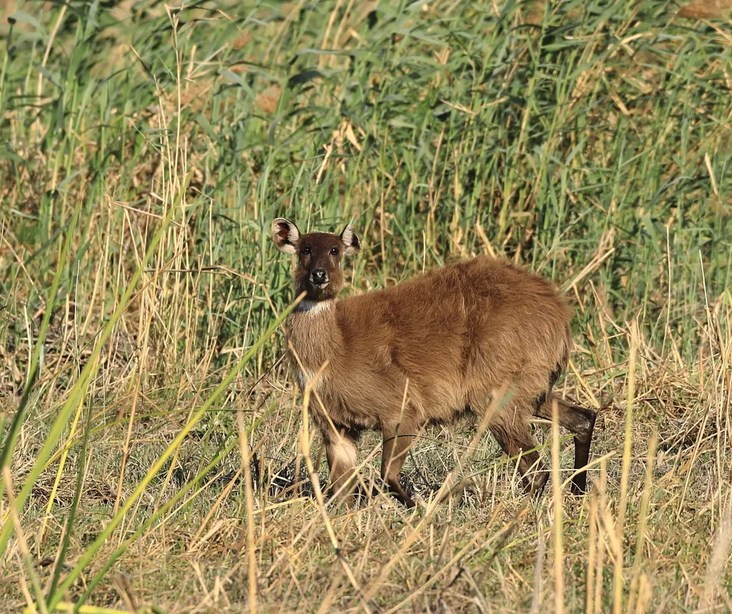 Sitatunga