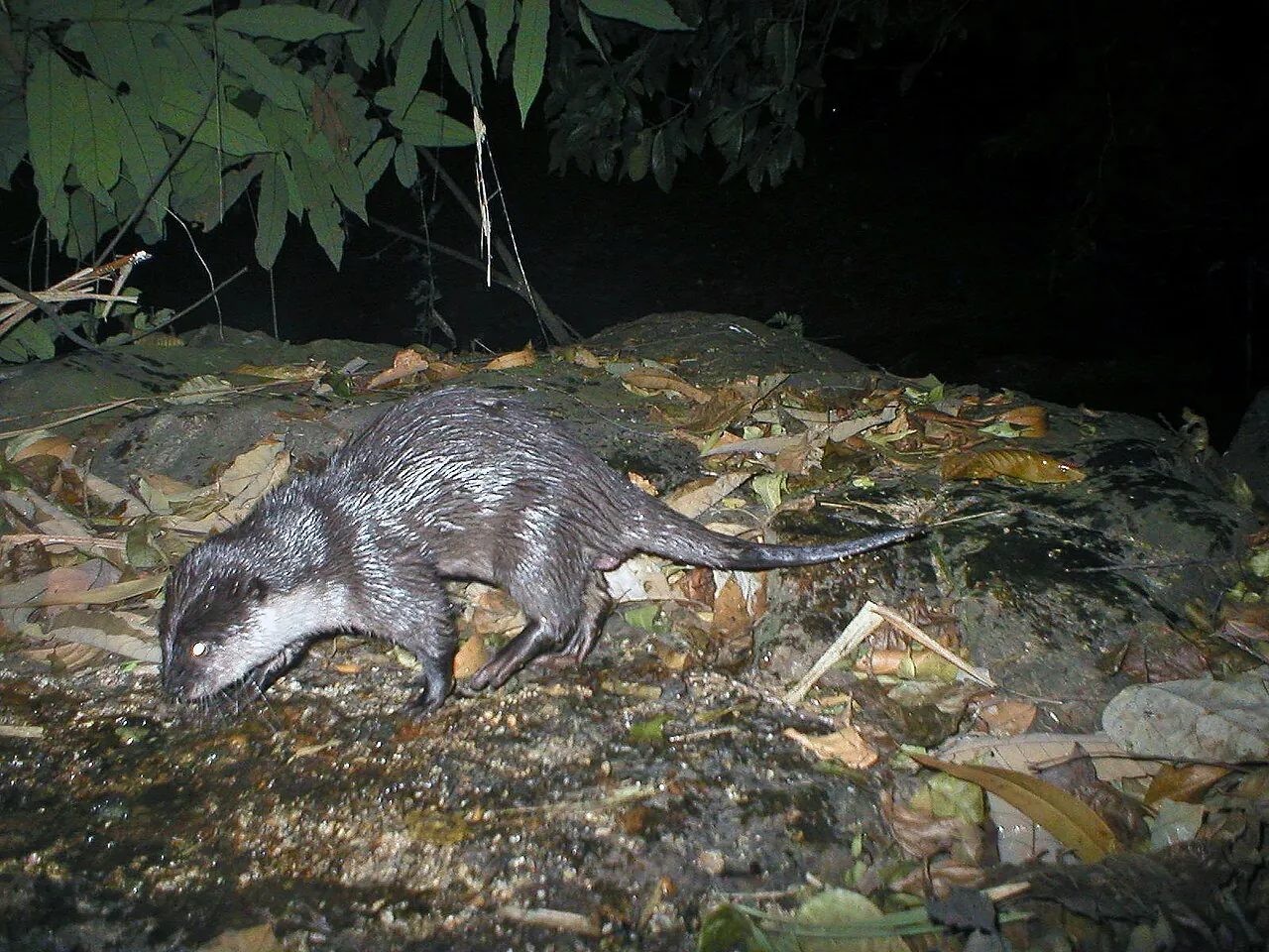 Lontra-anã-oriental