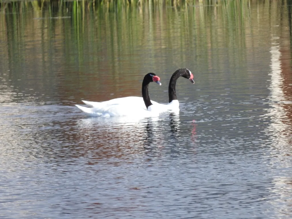 Cisne-de-pescoço-preto