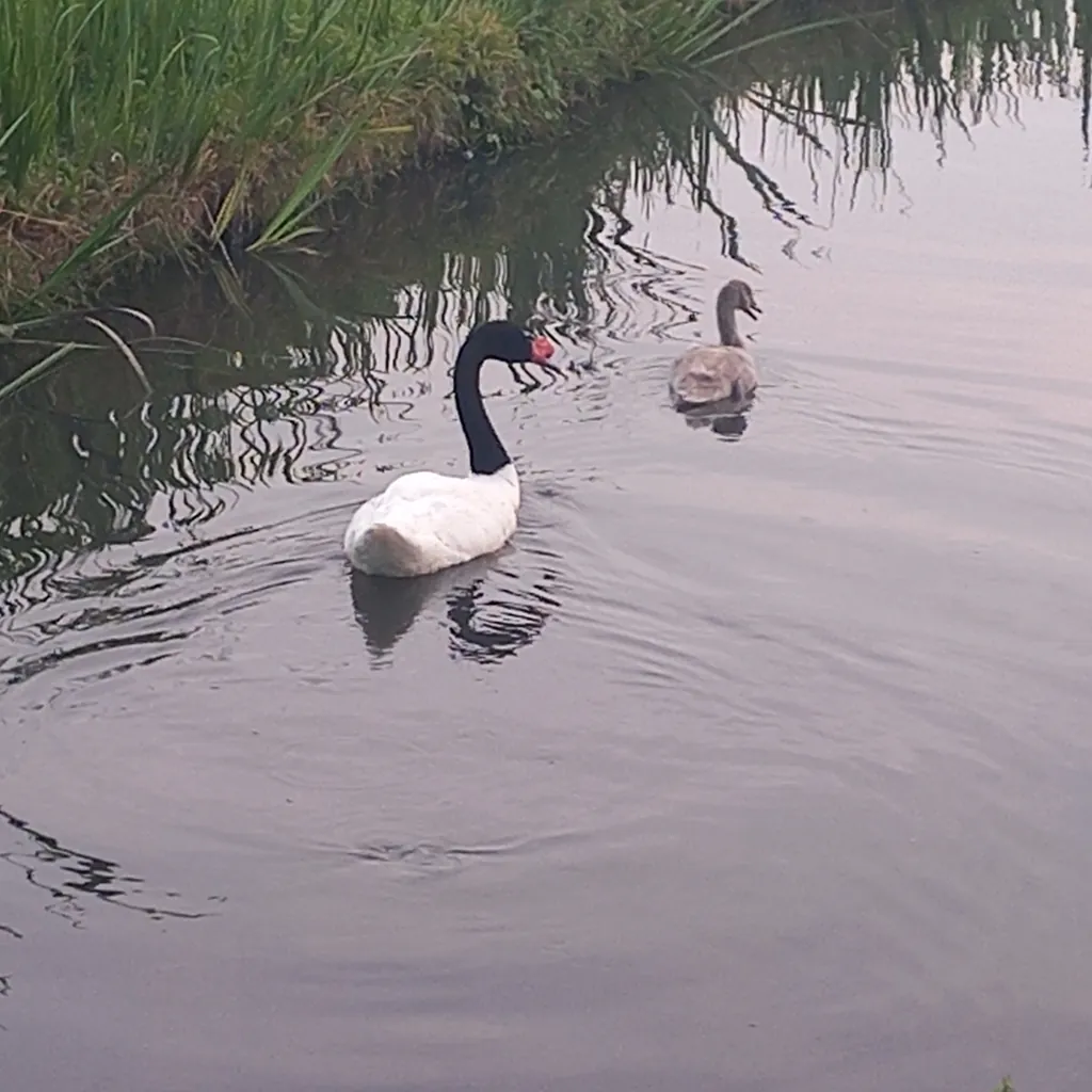 cisne-de-pescoço-preto
