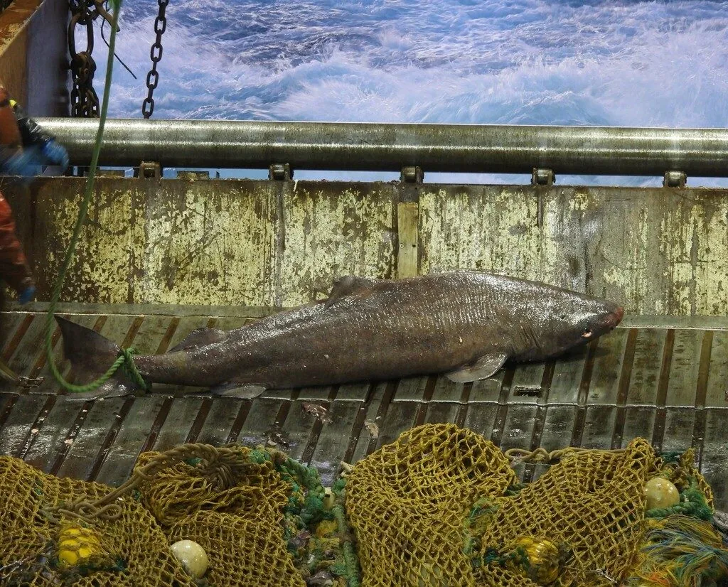 Somniosus microcephalus