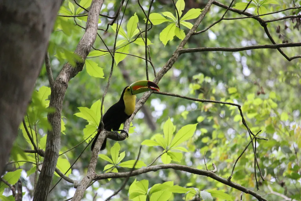 Tucano-de-bico-verde