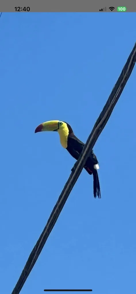 tucano-de-bico-verde
