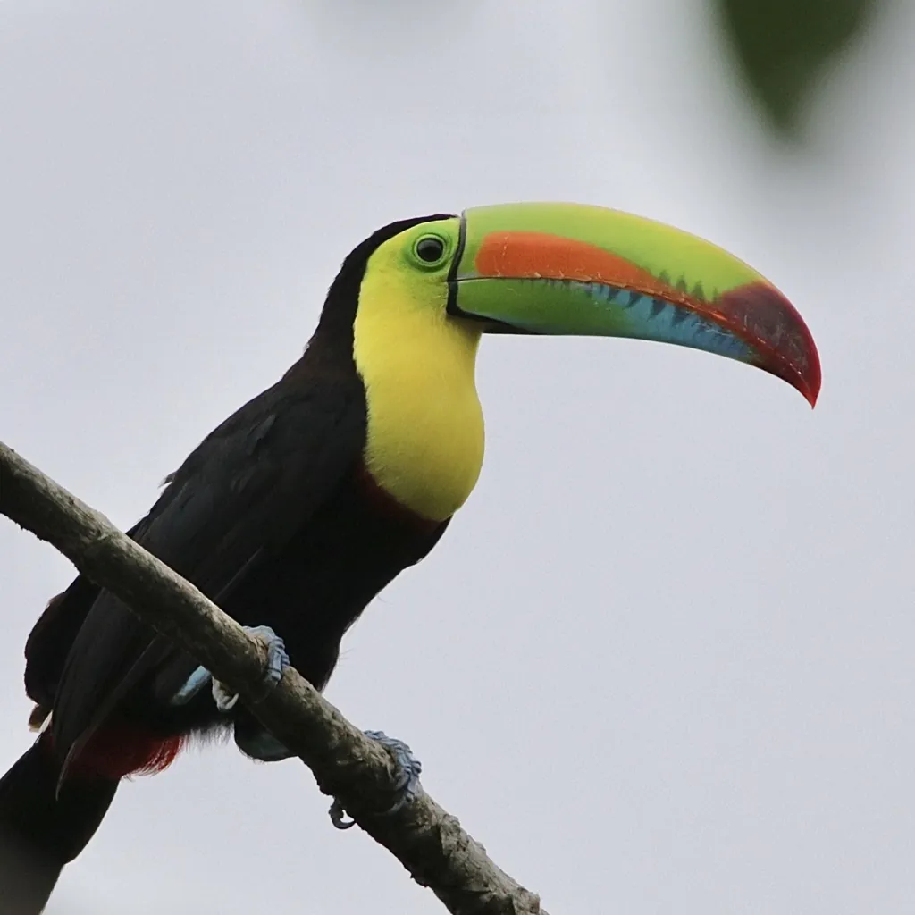 tucano-de-bico-verde