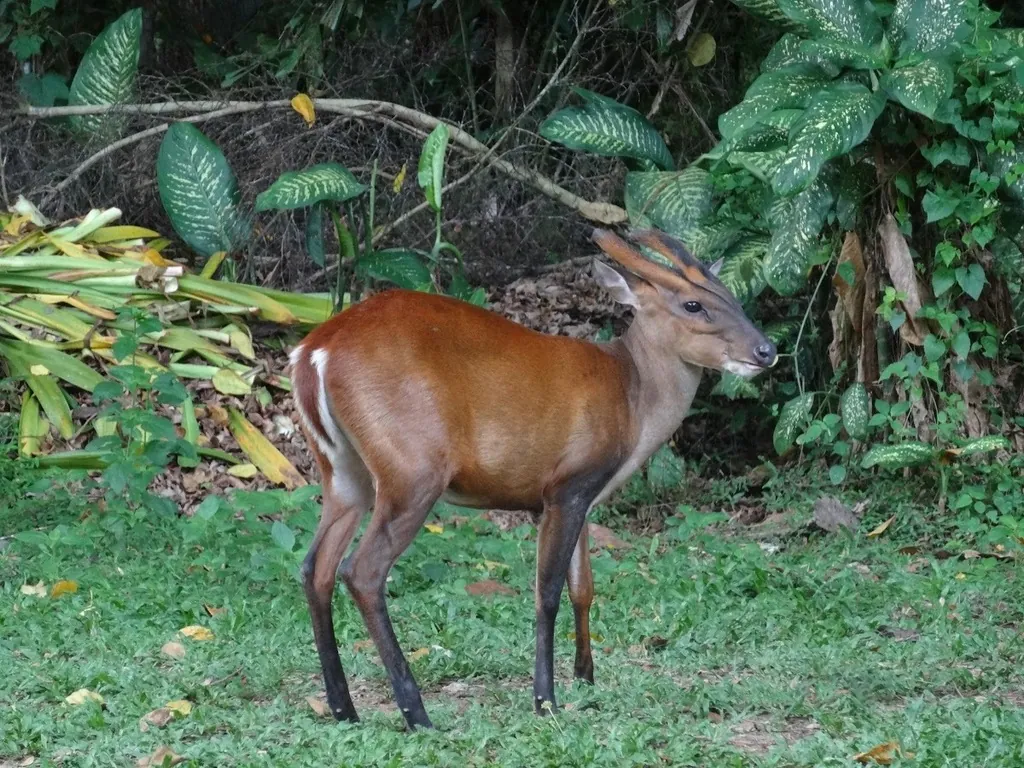 Muntiacus muntjak