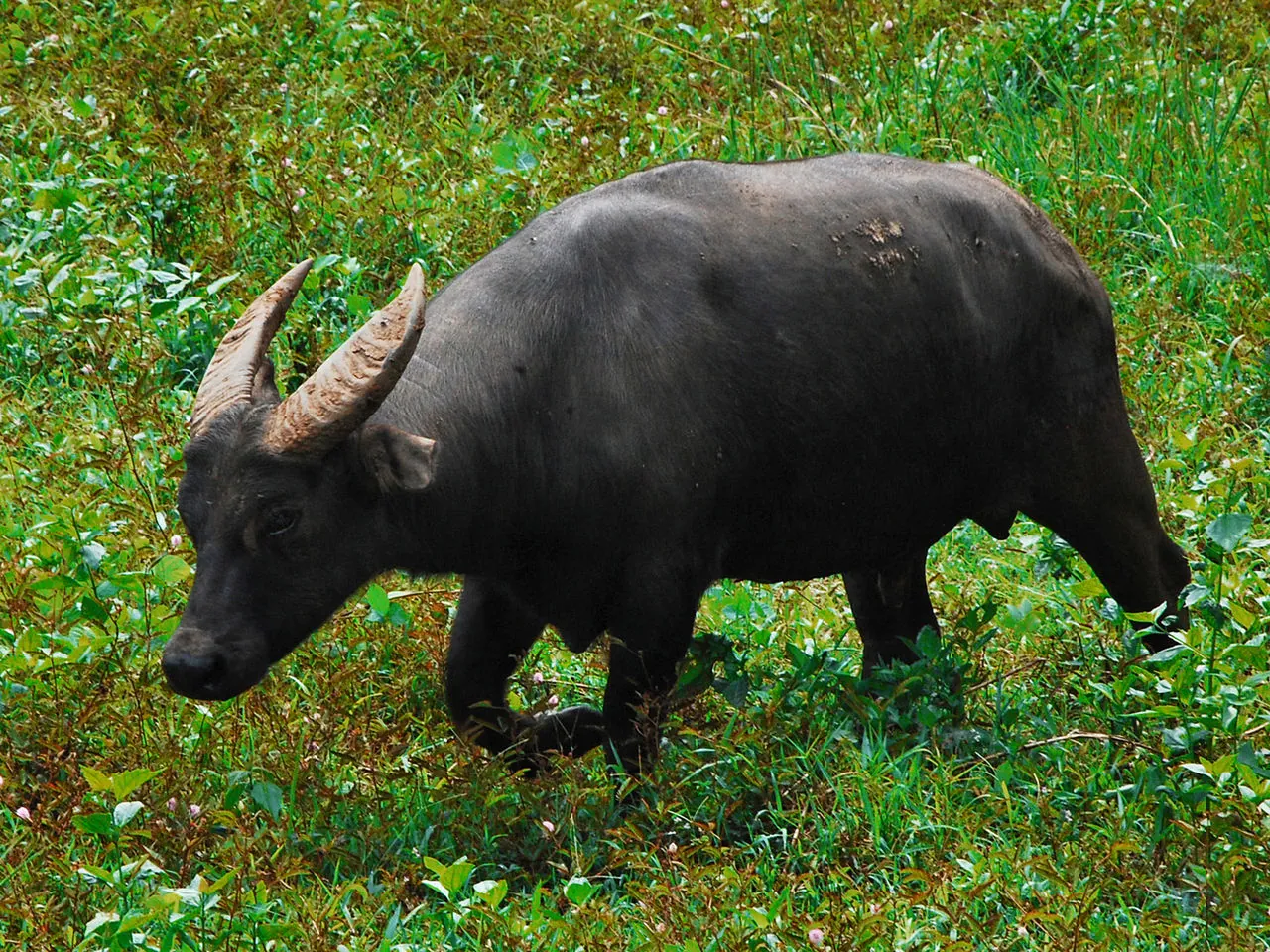 Bubalus mindorensis