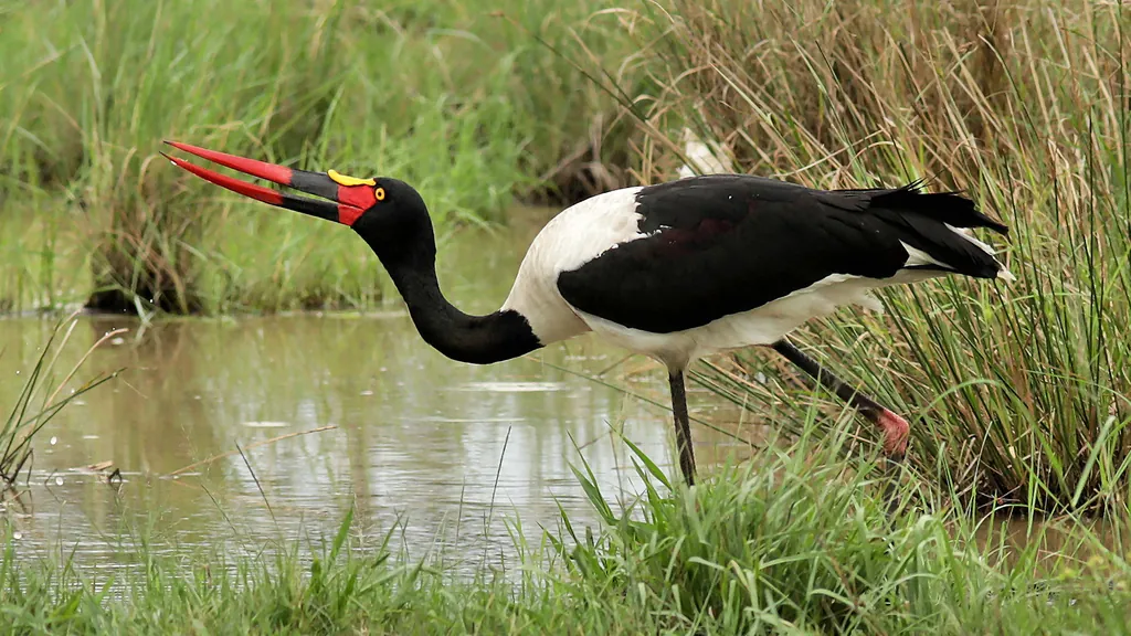 Jabiru