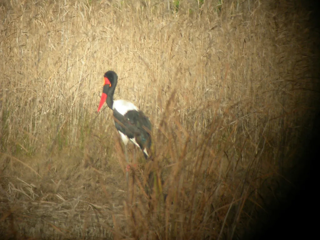 jabiru