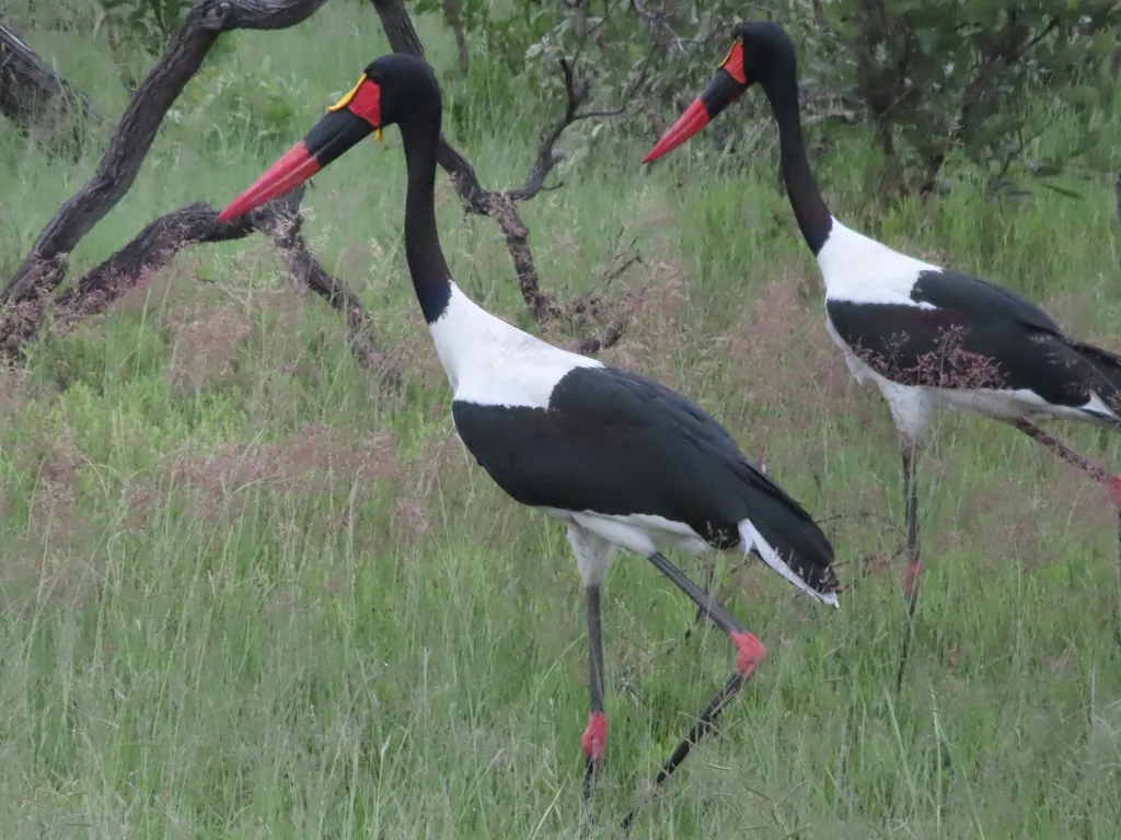 jabiru