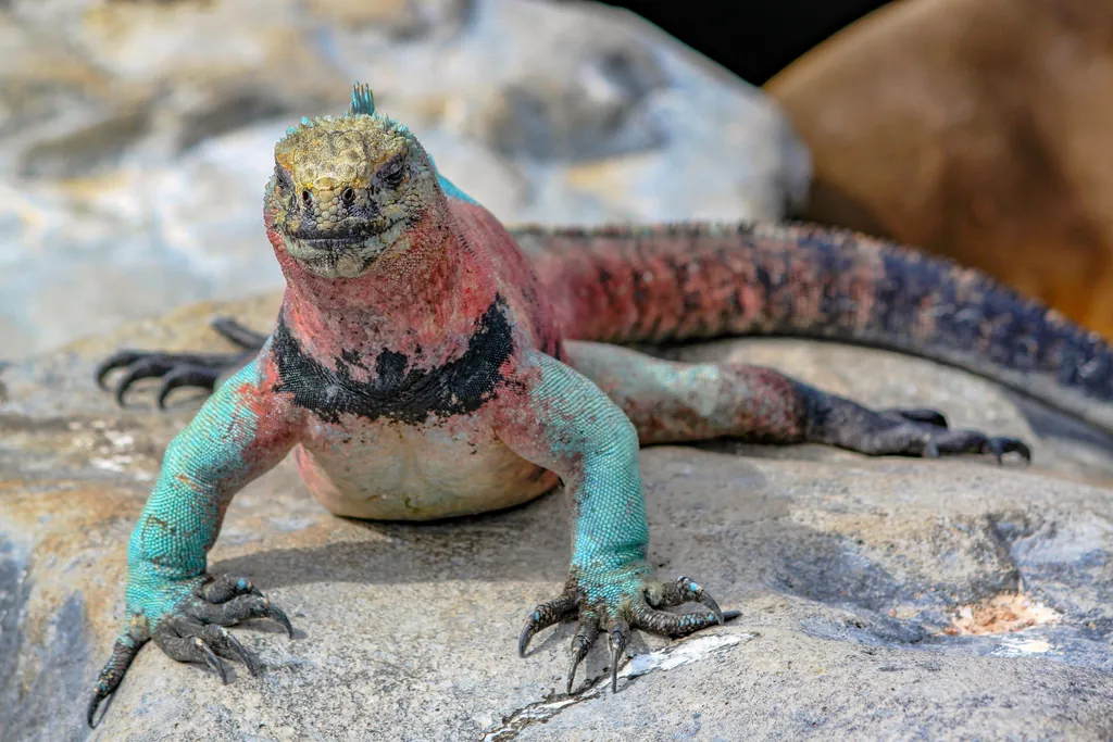 Iguana-marinha
