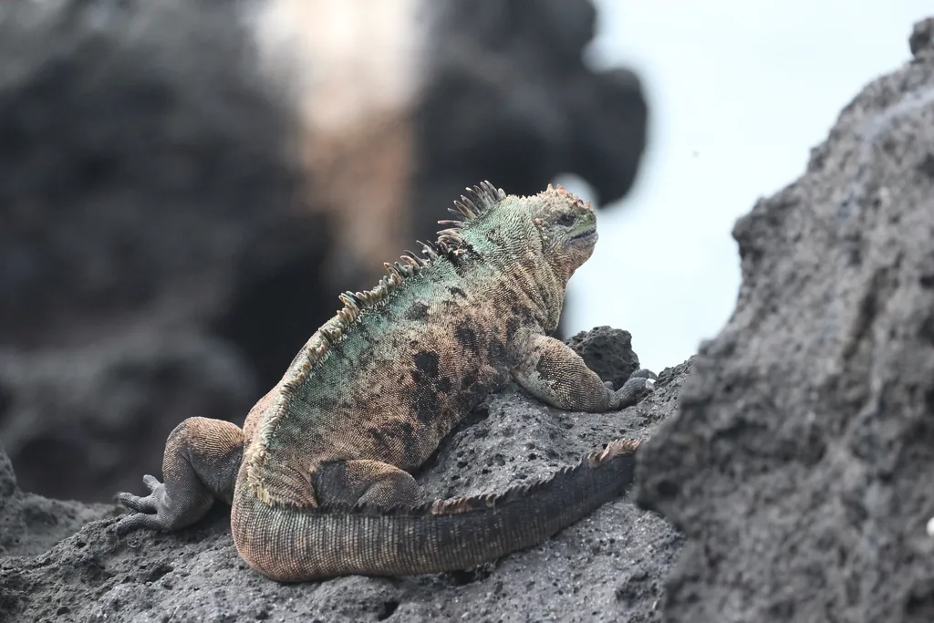 Iguana-marinha
