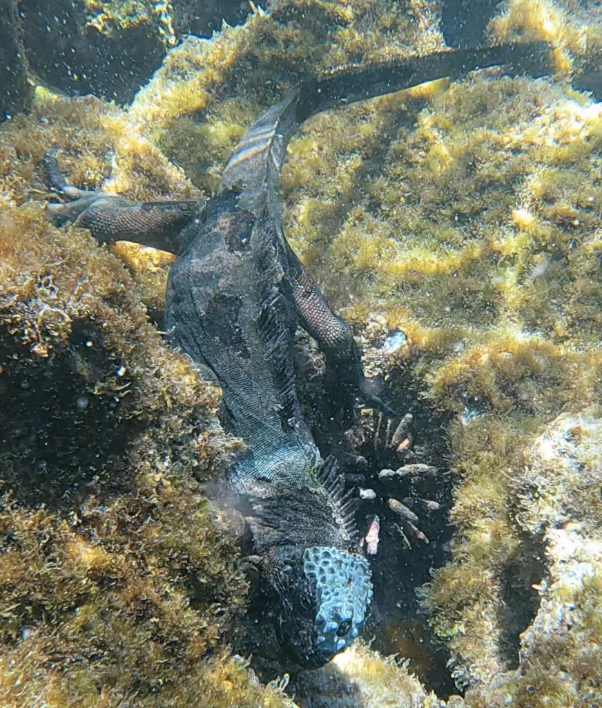 Iguana-marinha