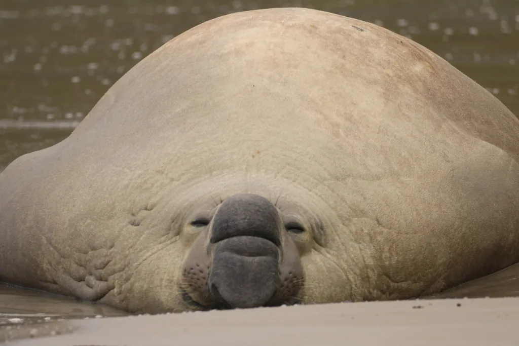 Elefante-marinho-do-sul