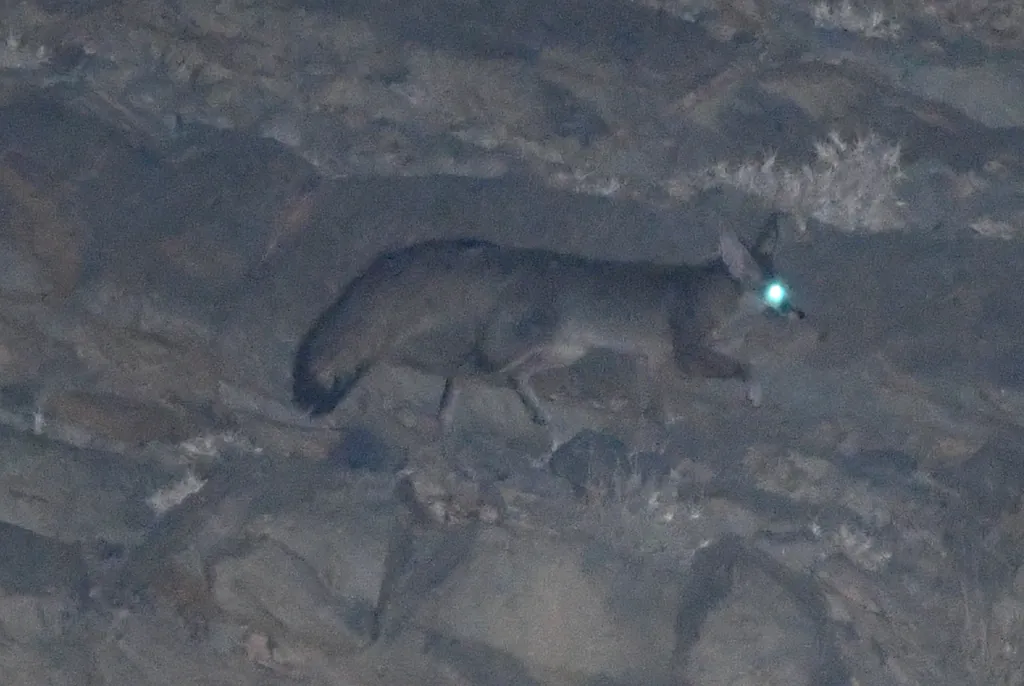 Vulpes cana