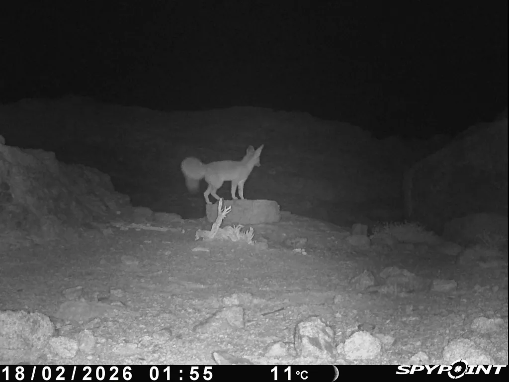 Vulpes cana