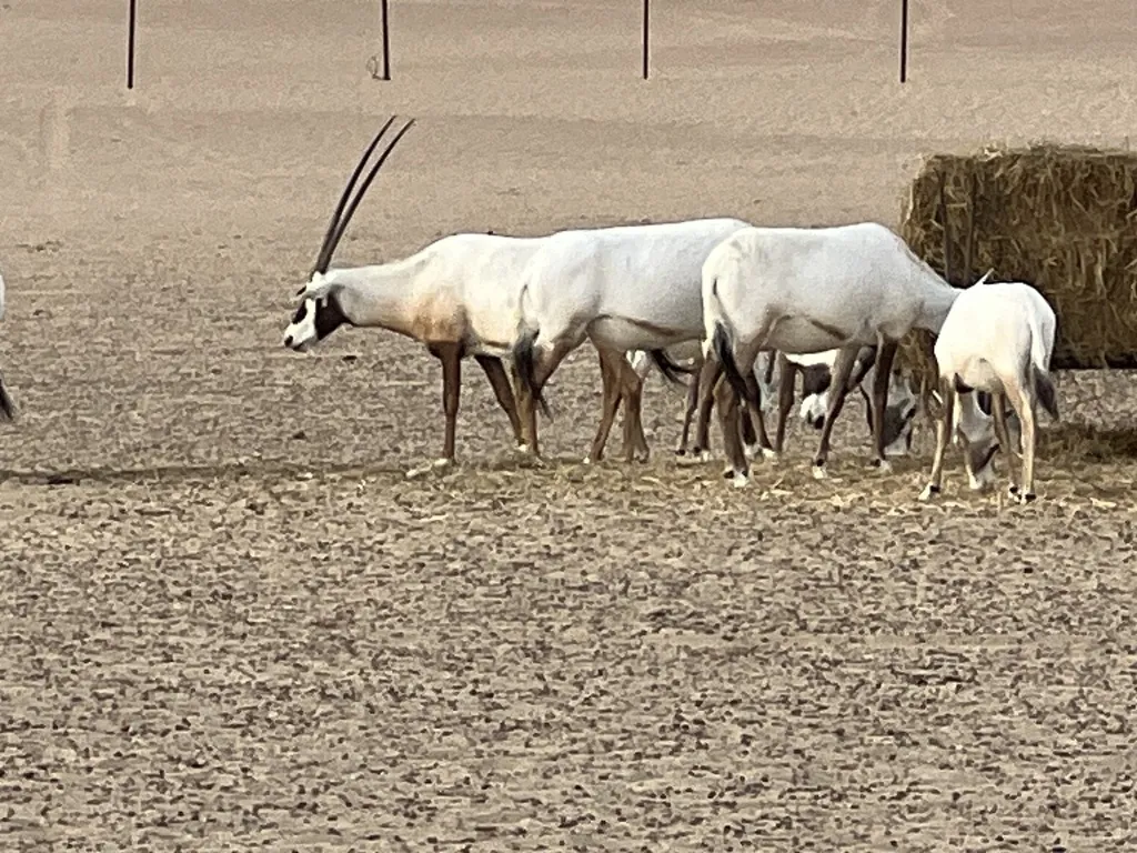 Órix-da-arábia