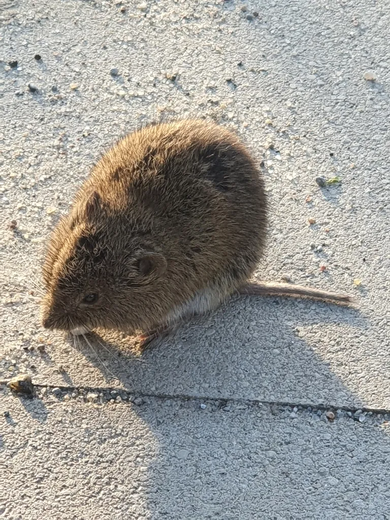 Rato silvestre