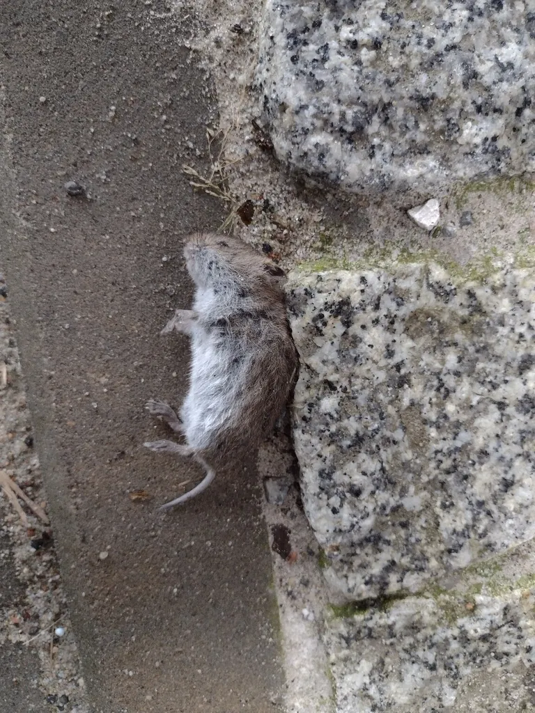 Rato silvestre