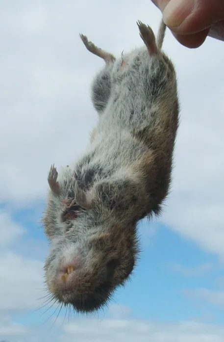 Rato silvestre