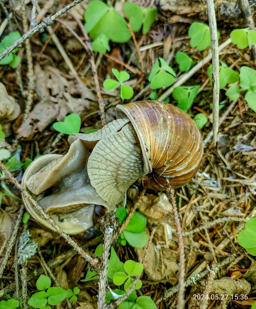 Helix pomatia