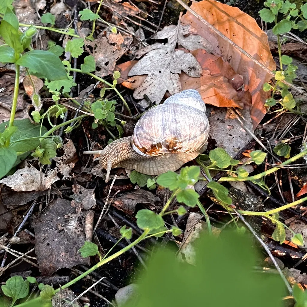 Helix pomatia