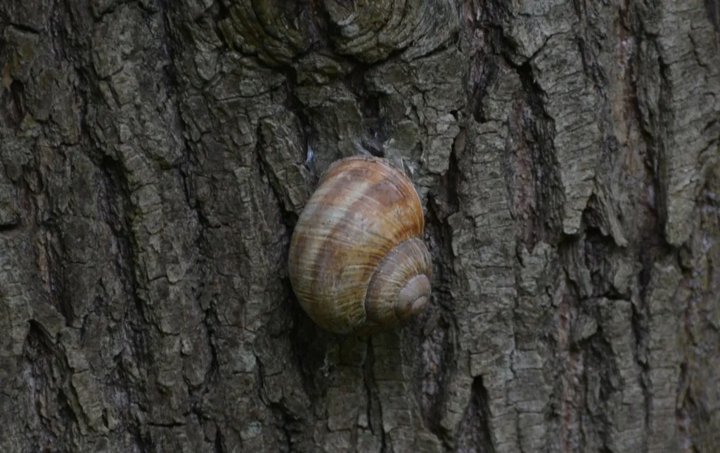Helix pomatia